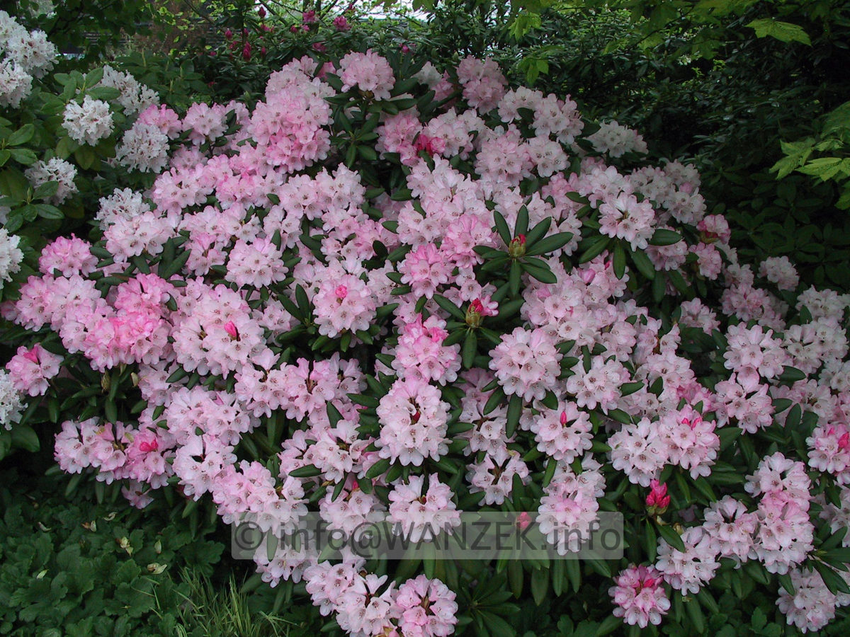 Rhododendron yakushimanum Love Song 02.JPG